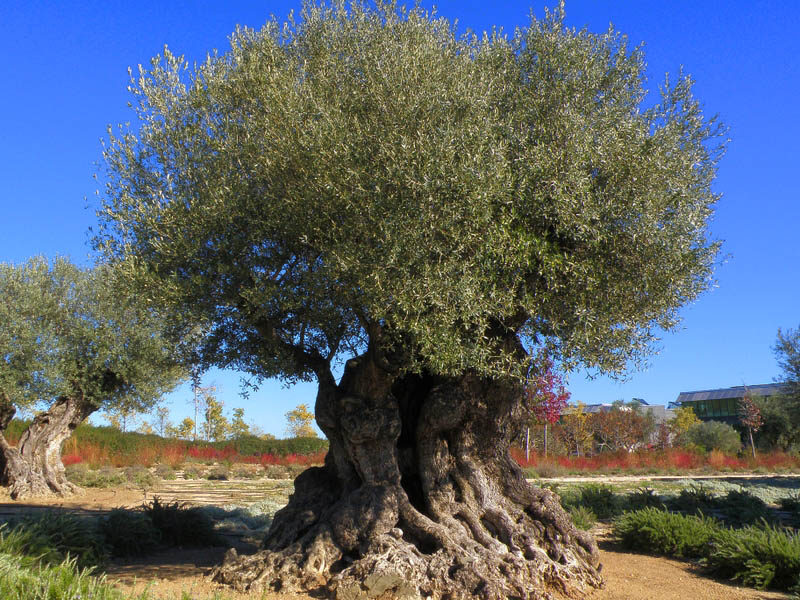 Paul’s Parable of the Olive Tree and&nbsp;Restoration
